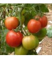Guineaux Royale tomato - untreated seeds