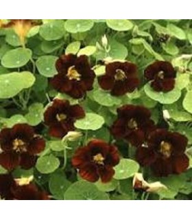 capucine black velvet