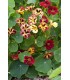 Nasturtium bloody mary - untreated seeds