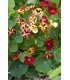 Nasturtium bloody mary - untreated seeds