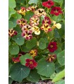 Nasturtium bloody mary - untreated seeds