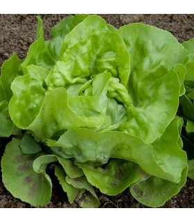 Lechuga All Year Around