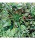 Lechuga radichetta - semillas no tratadas