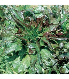 Lechuga radichetta - semillas no tratadas