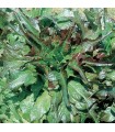 Lechuga radichetta - semillas no tratadas