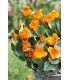 TROPAEOLUM minus Baby Orange