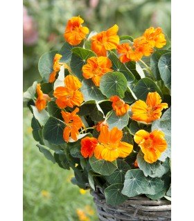 TROPAEOLUM minus Baby Orange