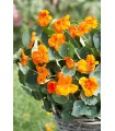 TROPAEOLUM minus Baby Orange