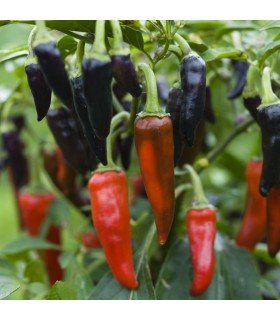 Pimiento Picante F1 Gusto Purple