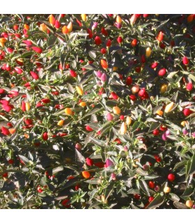 Pimiento Picante NuMex Twilight- semillas no tratadas