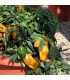 Sweet Pepper F1 Mohawk- untreated seeds