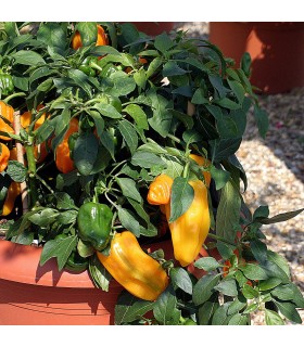 Sweet Pepper F1 Mohawk- untreated seeds