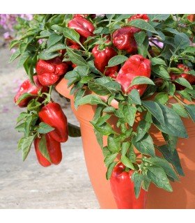 Sweet Pepper F1 Redskin- untreated seeds