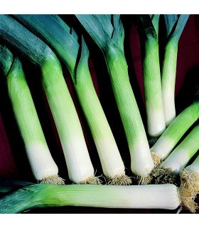 Autumn Mammoth 2 Hannibal Leek - untreated seeds