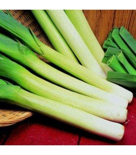 Musselburgh leek - untreated seeds