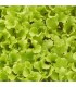 Lechuga Batavia Ilenia