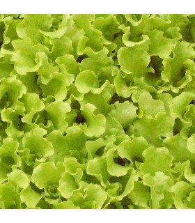 Lechuga Batavia Ilenia
