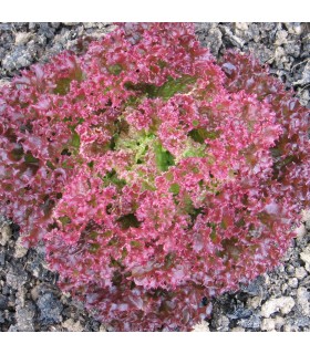 Lechuga Lollo Rossa  - semillas no tratadas