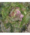 Marvel of Four Seasons Lettuce - untreated seeds
