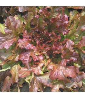 Lechuga Red Salad Bowl - semillas no tratadas