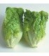 Lechuga Little Gem