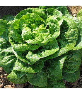 Lechuga Winter Density