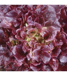 Lechuga Batavia Franzy