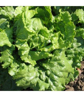 Lechuga Webbs Wonderful