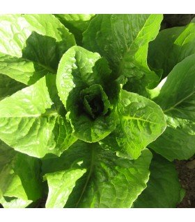 Lechuga Paris Island  cos - semillas no tratadas