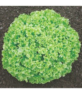 Lechuga Lollo Bionda - semillas no tratadas