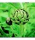 Alcachofa Green Globe -semillas no tratadas
