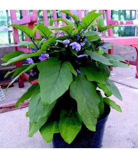 Eggplant F1 Kaberi-seeds untreated