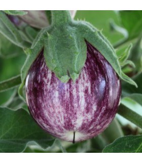 Berenjena F1 Pinstripe