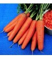 Carrot Rothild - untreated seeds