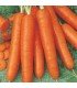 Bambino Carrot - untreated seeds