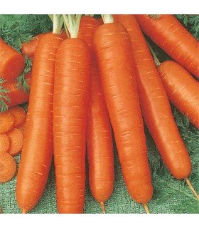 Bambino Carrot - untreated seeds