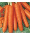 Bambino Carrot - untreated seeds
