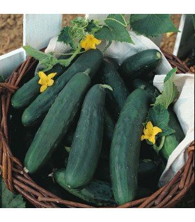 Pepino F1 Burpless Tasty Green