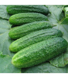 Pepinillo Encurtir F1 Partner