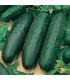 Marketmore cucumber - untreated seeds