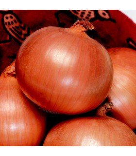 Cebolla F1 Toughball