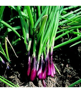 Cebolla North Holland Bloodred Redmate