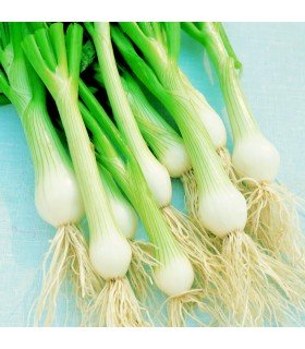 Chives White Lisbon - untreated seeds