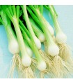 Ciboulette de Lisbonne blanche - graines non traitées