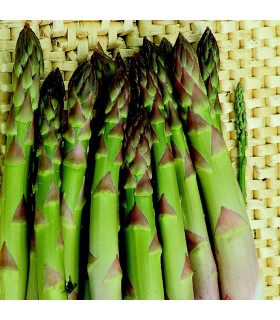 Asperges colossales de Connover