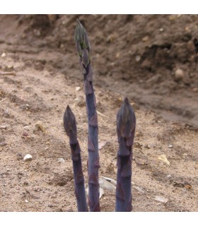 Espárrago Crimson Pacific