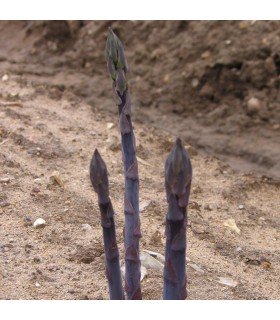 Asperges pourpres du Pacifique