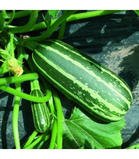 Courgette F1 Arbuste Baby-graines sans traitement