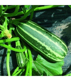 Zucchini F1 Shrub Baby- seeds without treatment