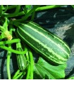 Courgette F1 Arbuste Baby-graines sans traitement